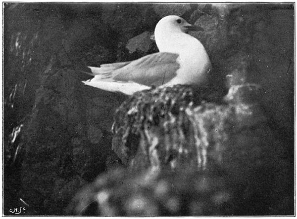 Kittiwake on Her Nest