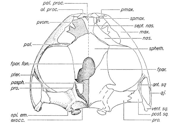 Partially disarticulated skull