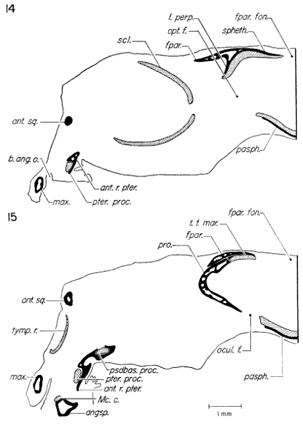 Transverse sections through skull