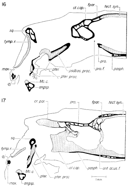 Transverse sections through otic region