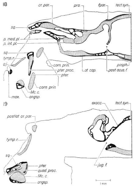 Transverse sections through otic capsule