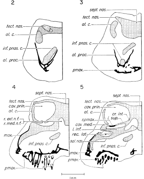 Transverse sections through anterior end of skull