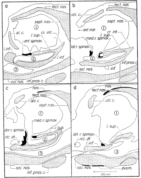 Transverse sections through olfactory capsule