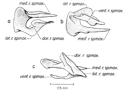 Septomaxillary