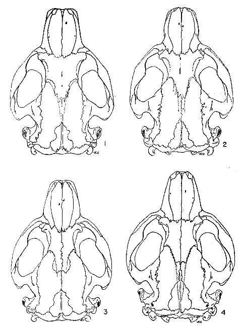 Figs. 1-4 Dorsal views of skulls of Castor canadensis. × 1/2