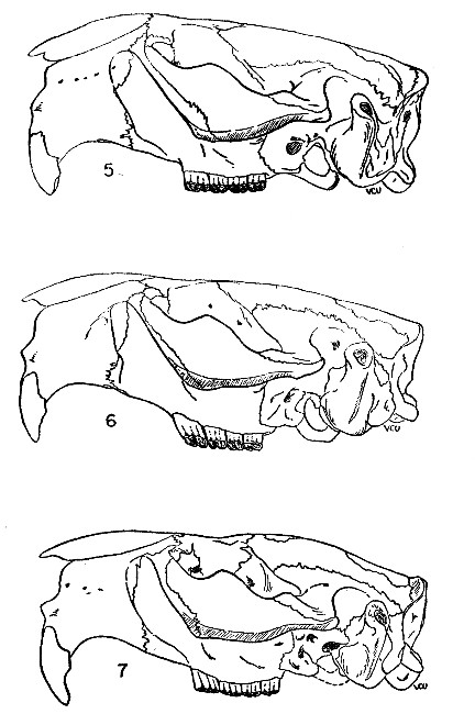 Figs. 5-7 Lateral views of left side of skulls of Castor canadensis. × 1/2