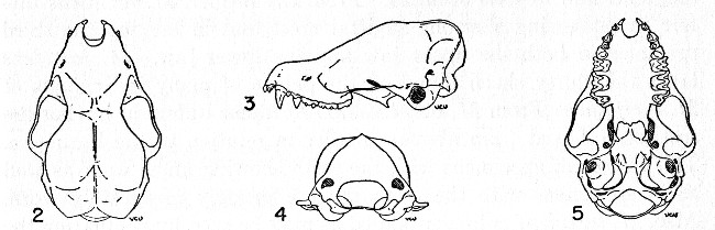 Figs. 2-5. Four views of the skull of Myotis fortidens. No. 32112, University of Kansas Museum of Natural History, ♂, obtained 20 kilometers east-northeast Jesús Carranza, 200 feet elevation, Veracruz, Mexico, on May 16, 1949, by Walter W. Dalquest; original no. 12869. ×2.