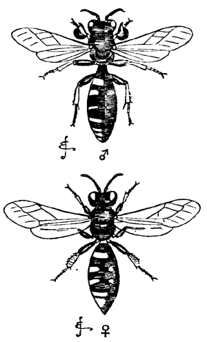 Fig. 8. Crabro cribrarius. Upper figure, male: lower figure, female.