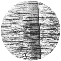 cross-section