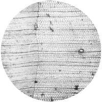 cross-section