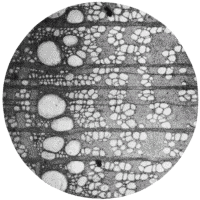 cross-section