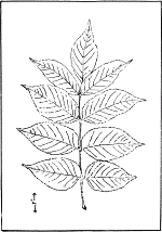 leaf