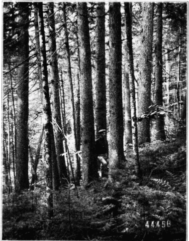 Virgin Stand of Red Spruce. White Mountains, New Hampshire.