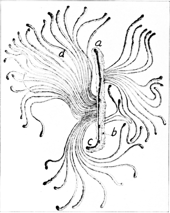 Work of the Spruce Destroying Beetle.