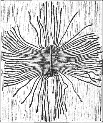 Complete brood Galleries of the Hickory Bark Beetle in Surface of Wood.