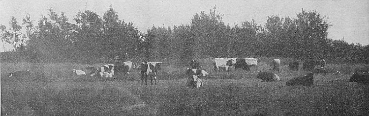 These cattle winter out in Western Canada and do well. Shelter and water are abundant.