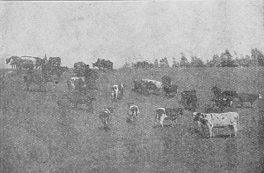 Cattle on the uplands as well as the open plain do well in all parts of Western Canada.