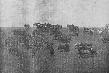 Horses range most of the year in many parts of Saskatchewan and Alberta.