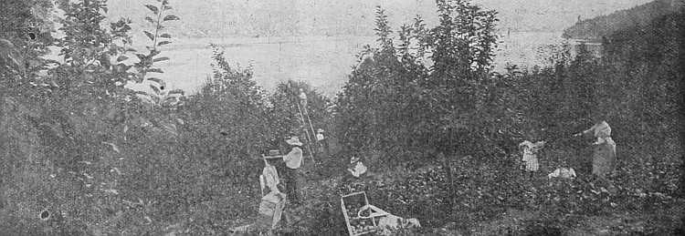 The fruit industry of British Columbia is making rapid development. Peaches, plums, pears, grapes, apples grow to the greatest perfection.