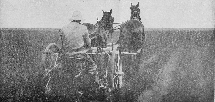 Alfalfa is a crop that is now assured in any of the Provinces of Western Canada. The above is a Manitoba illustration, but will apply to the other Provinces.