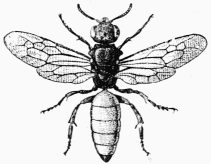 Fig. 100.—Sphecodes gibbus, mâle.