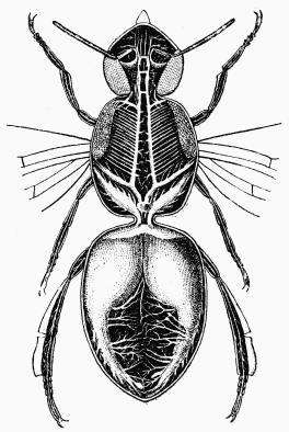 Fig. 10.—Appareil respiratoire de l'Abeille.