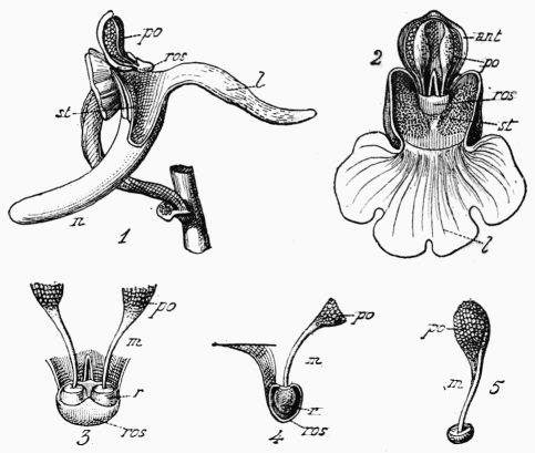 Fig. 118.—Orchis mascula.  1, Fleur vue de profil; 2, vue de face (sépales et pétales enlevés, sauf le labelle); 3, rostellum et pollinies vues de face; 4, id. sectionnés; 5, pollinie; l, labelle; st, stigmate; ros, rostellum; ant, anthère; po, pollinie; n, nectaire; m, caudicule; r, rétinacle.