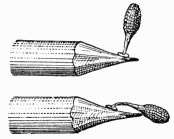 Fig. 119.—Pollinies d'orchidée fixées sur un crayon.