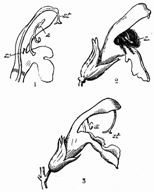 Fig. 123.—Sauge.  1, Section de la fleur; 2, abeille dans la fleur, frappée par les anthères; 3, fleur plus avancée, stigmate accru, a, étamine; a', étamine avortée; st, stigmate.