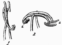 Fig. 124.—Étamines de sauge.  1, avant; 2, après l'abaissement.