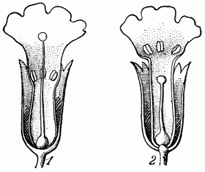 Fig. 126.—Primevères.