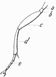 Fig. 12.—Patte d'Abeille.