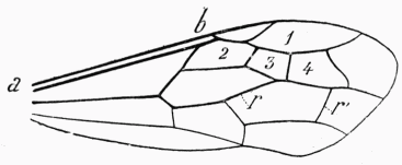 Fig. 14.—Aile.