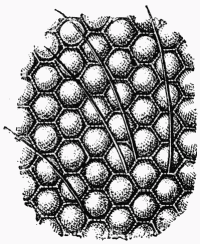 Fig. 16.—Cornéules des yeux de l'Abeille.