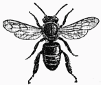 Fig. 1.—Une Abeille.