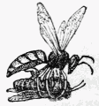 Fig. 24.—Philanthe emportant une Abeille.