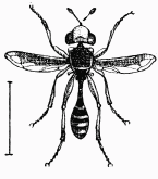 Fig. 31.—Conops.