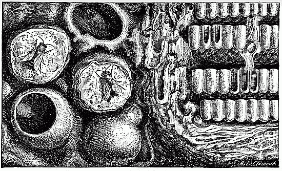 Fig. 37.—Nid de Mélipone scutellaire.
