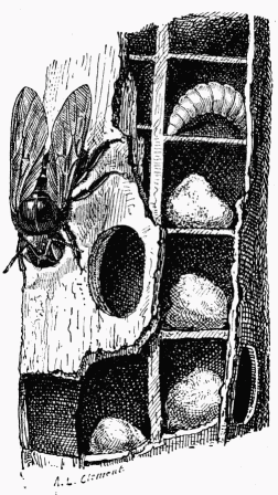 Fig. 39.—Nid de Xylocope.