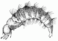 Fig. 77.—Nymphe d'Anthrax.