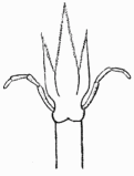 Fig. 86.—Langue d'abeille courte et aiguë.