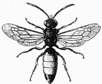 Fig. 99.—Sphecodes gibbus, femelle.