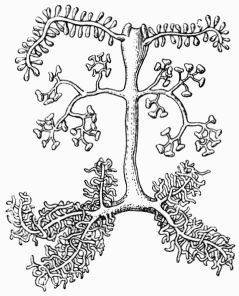 Fig. 9.—Glandes salivaires de l'Abeille.