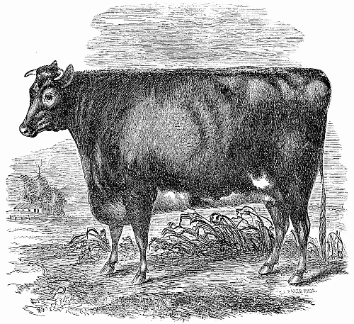 Cow