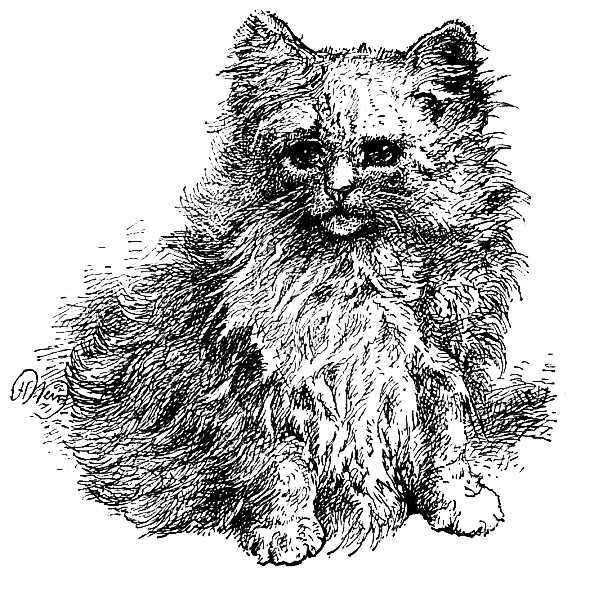 MISS MARY GRESHAM'S PERSIAN KITTEN, "LAMBKIN."