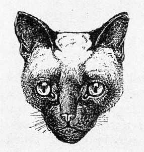 MRS. VYVYAN'S ROYAL CAT OF SIAM.