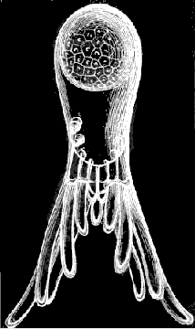 Fig. 11. Arachnactis brachiolata A. Ag., greatly magnified.