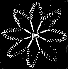 Fig. 21. Single individual of Halcyonium seen from above; magnified.