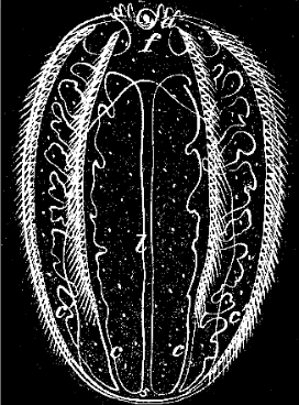 Fig. 40. Young Idyia in which the ambulacral tubes begin to ramify; magnified, letters as before.