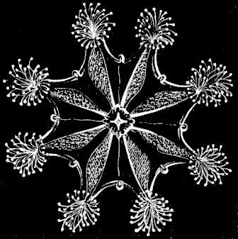 Fig. 55. Lucernaria seen from the mouth side.